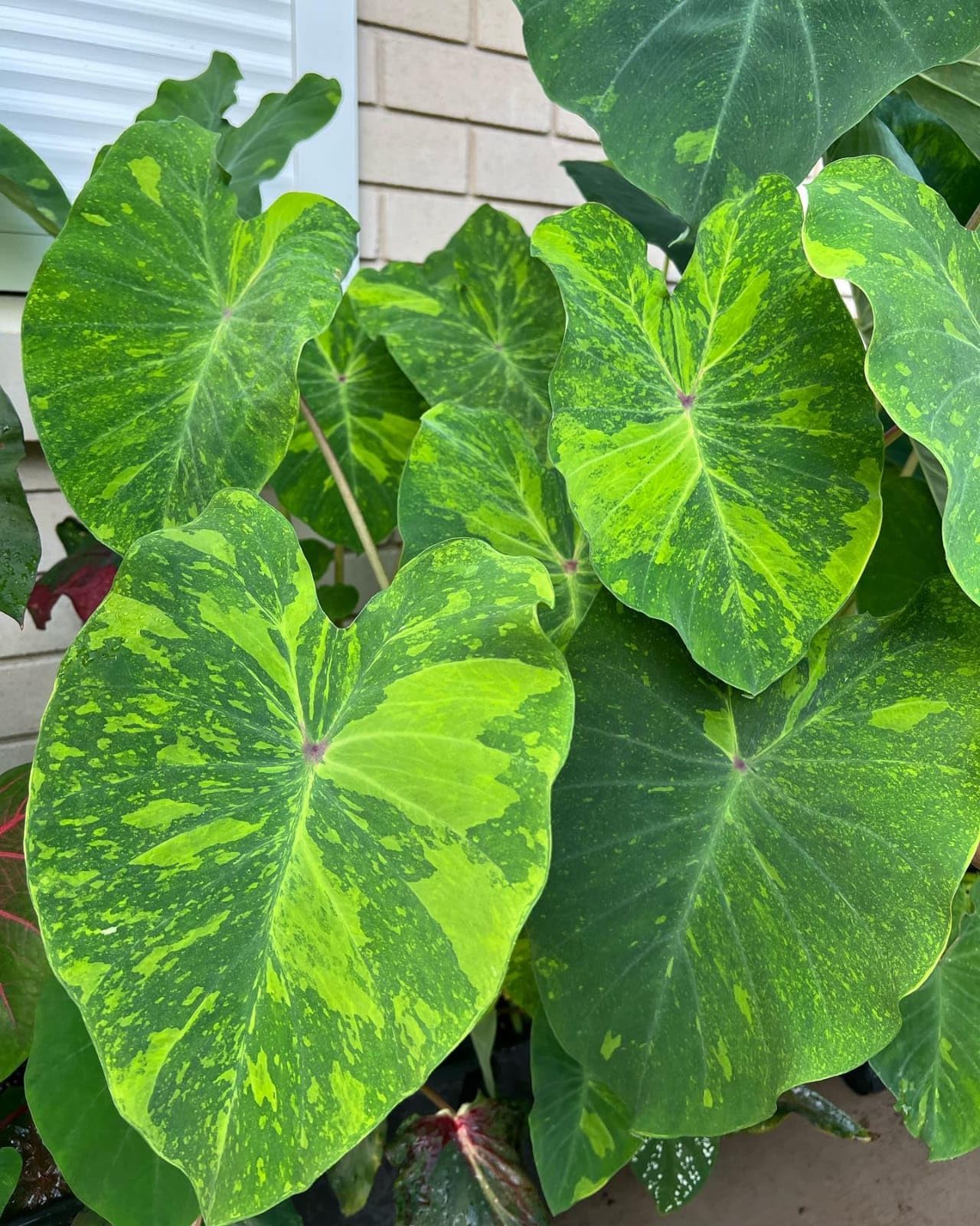 Nature Sense Colocasia Midori Sour Indoor Live Plant - Pack Of 1